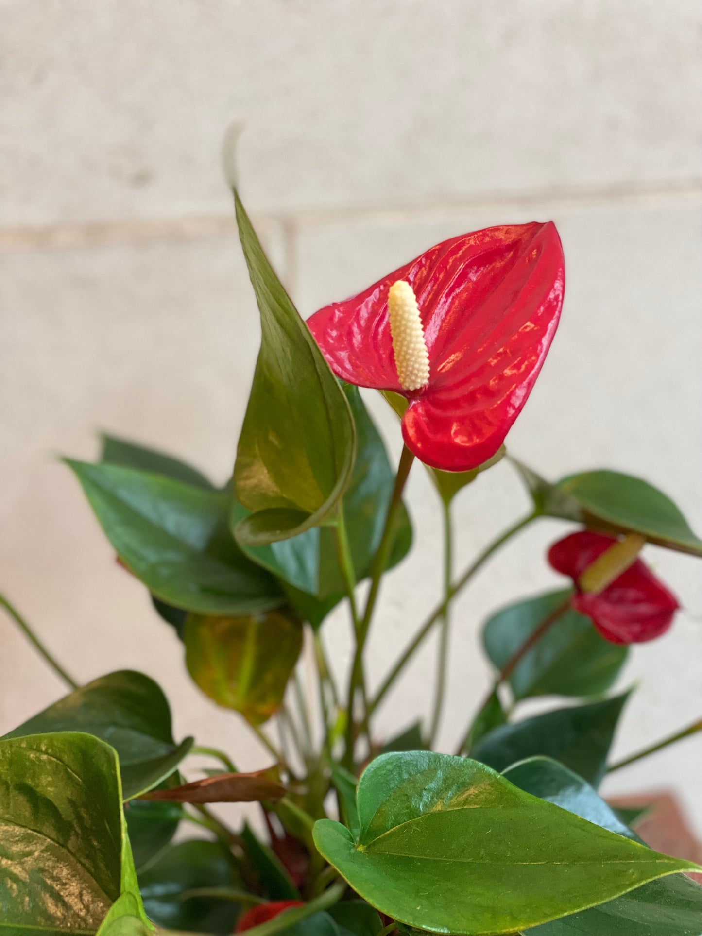 Anthurium