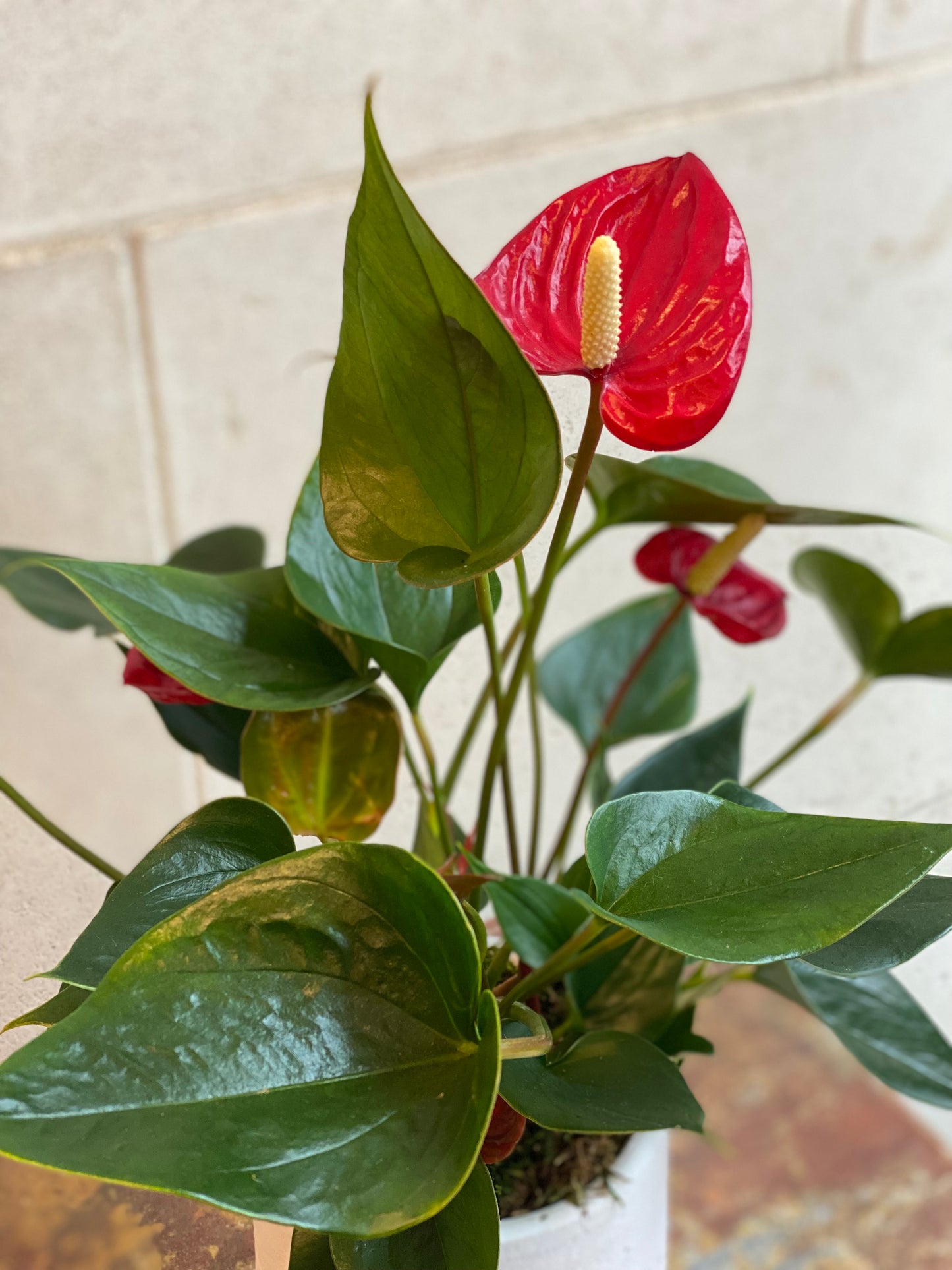 Anthurium