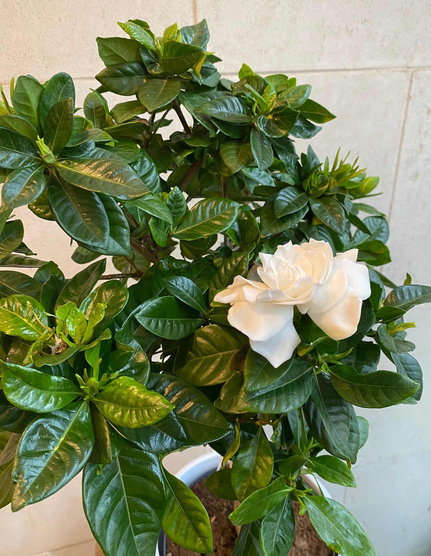 Gardenia Big