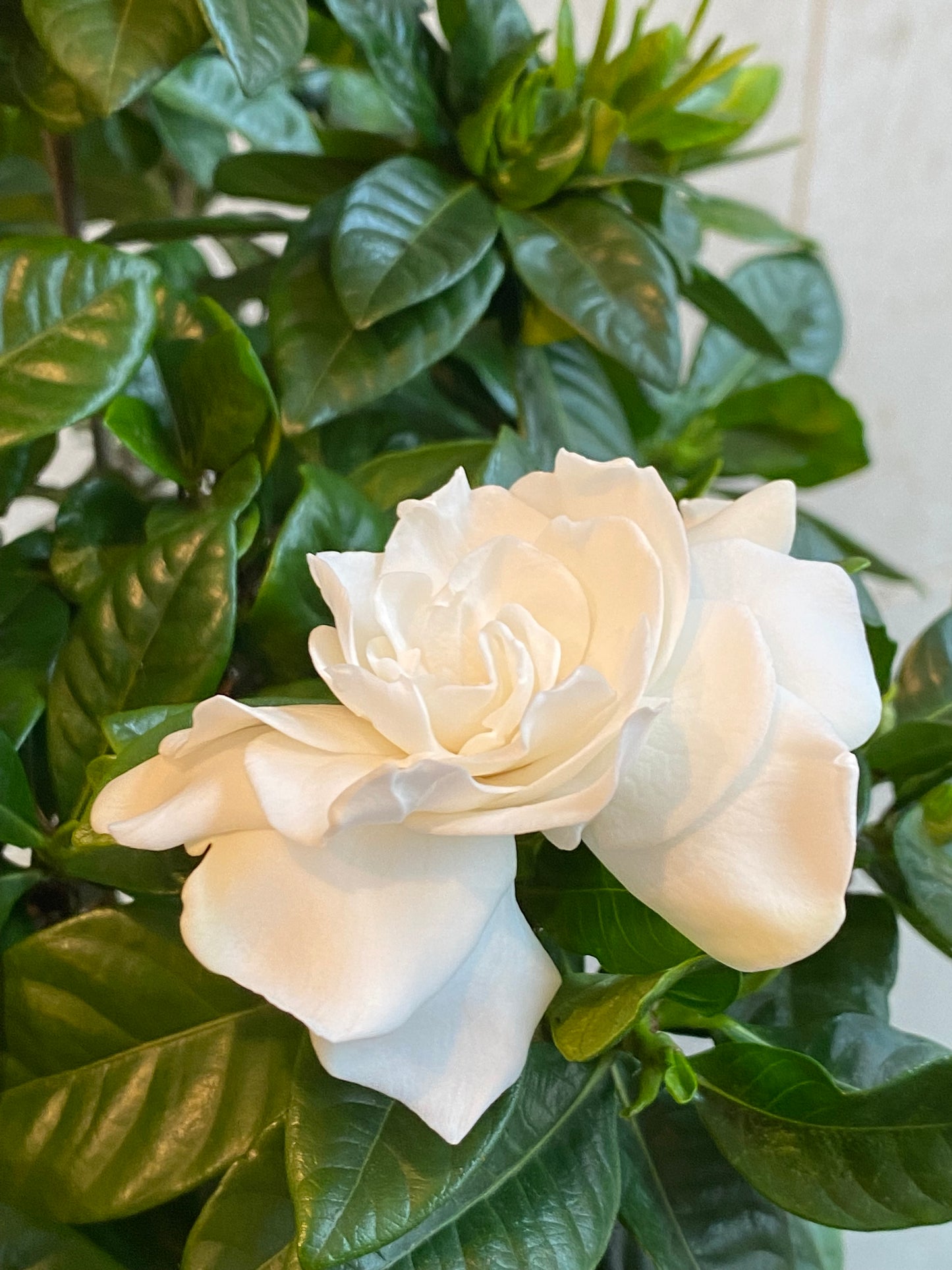 Gardenia Big