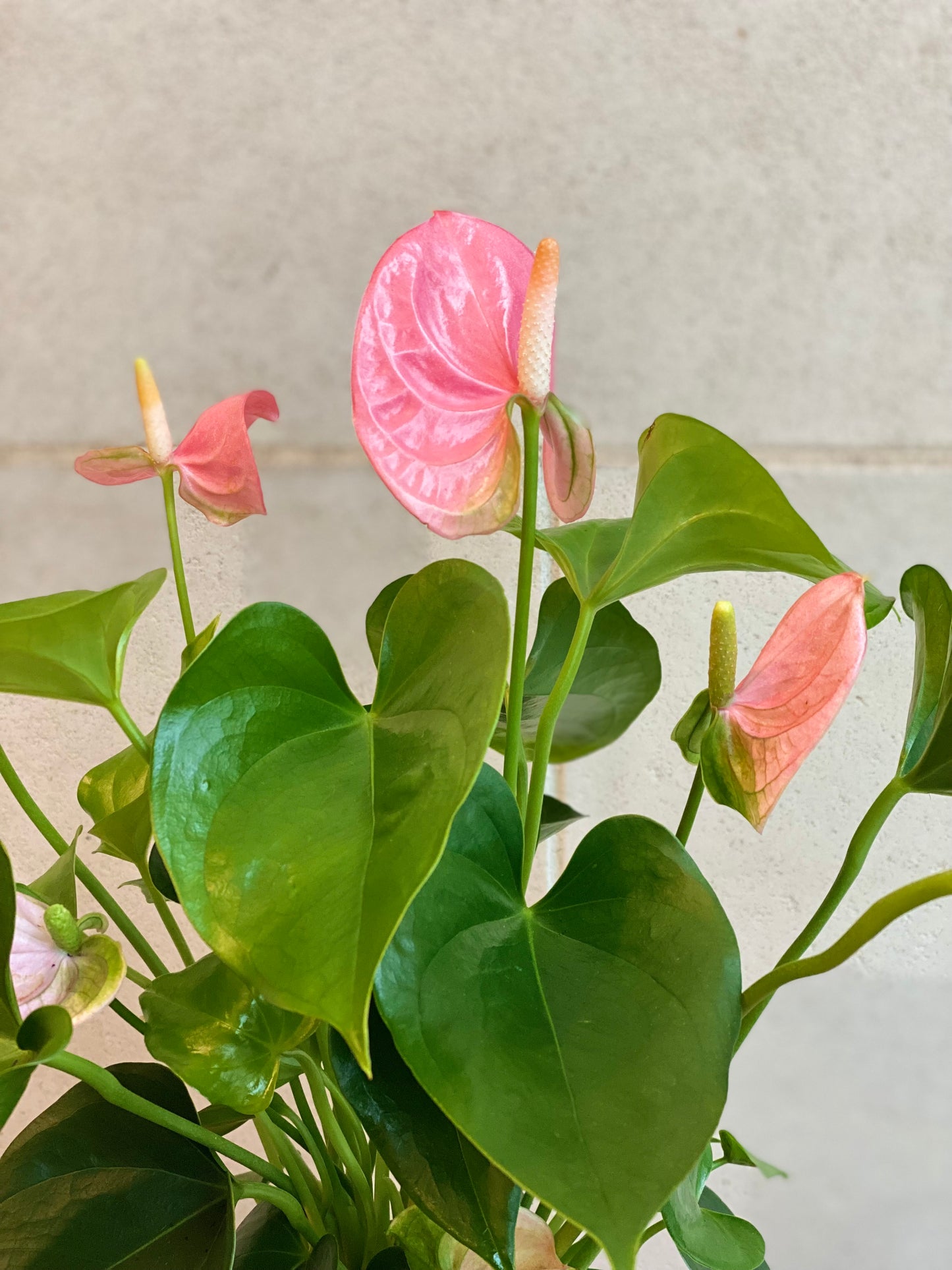 Anthurium