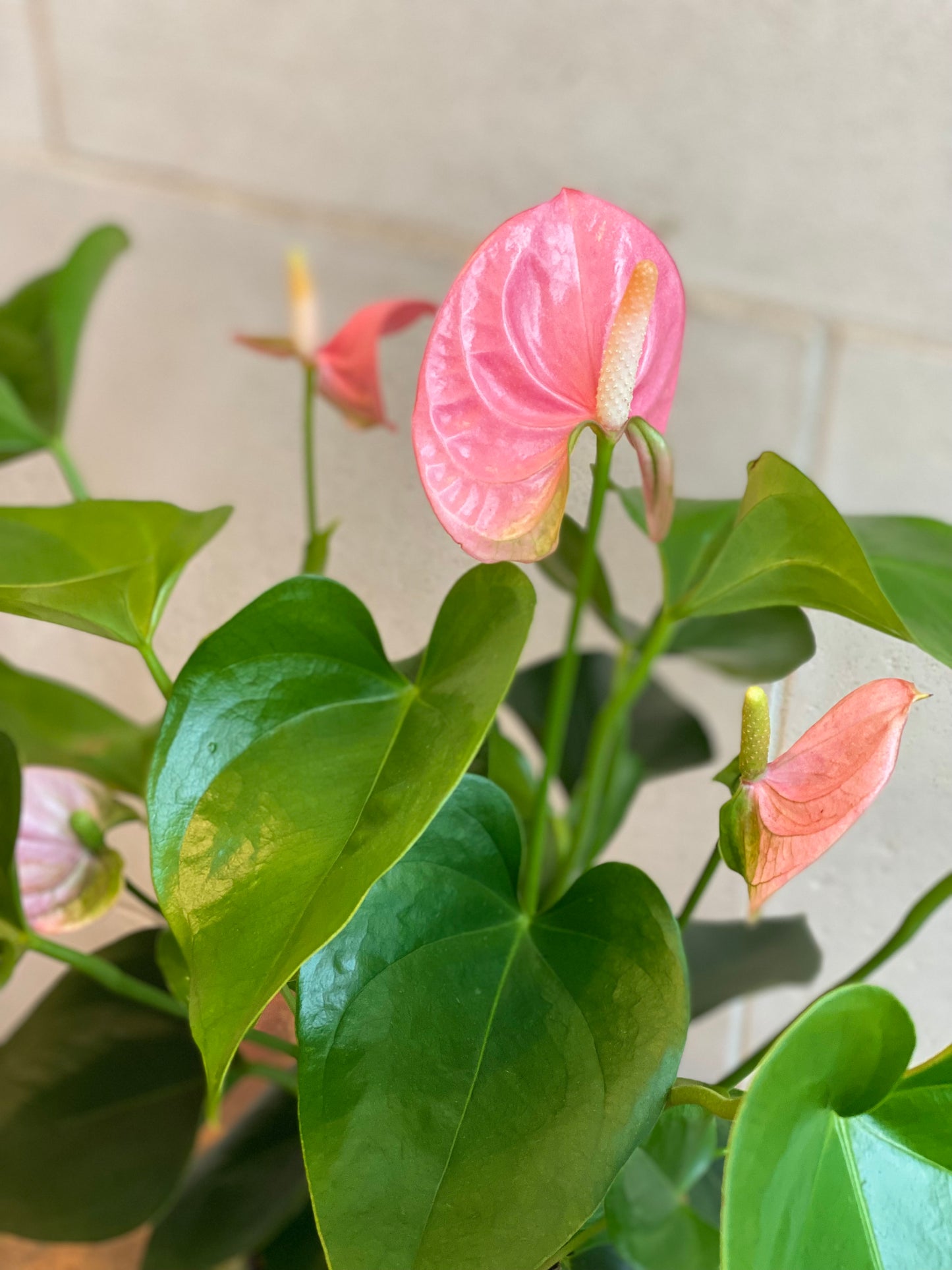 Anthurium