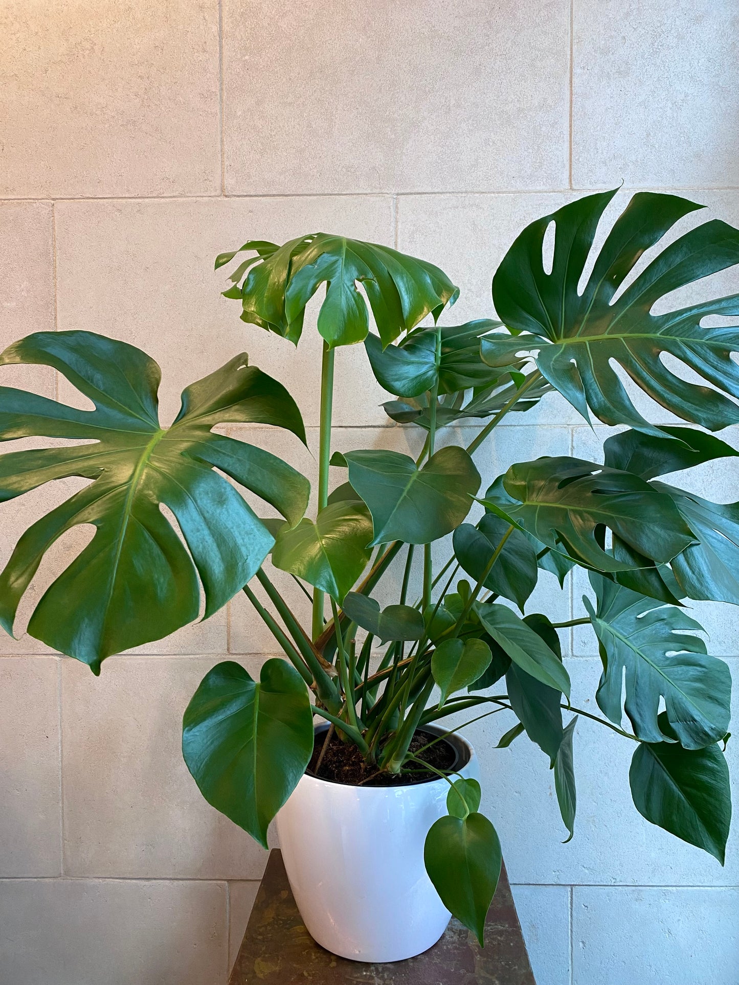 Large Monstera plant in ceramic pot