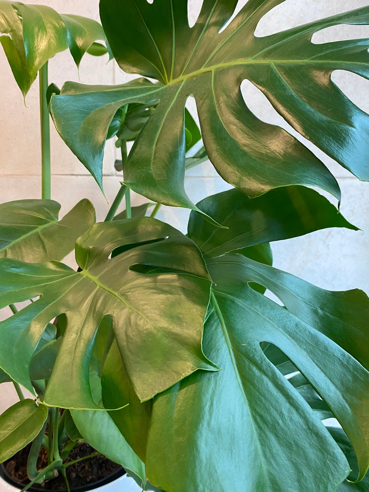 Large Monstera plant in ceramic pot