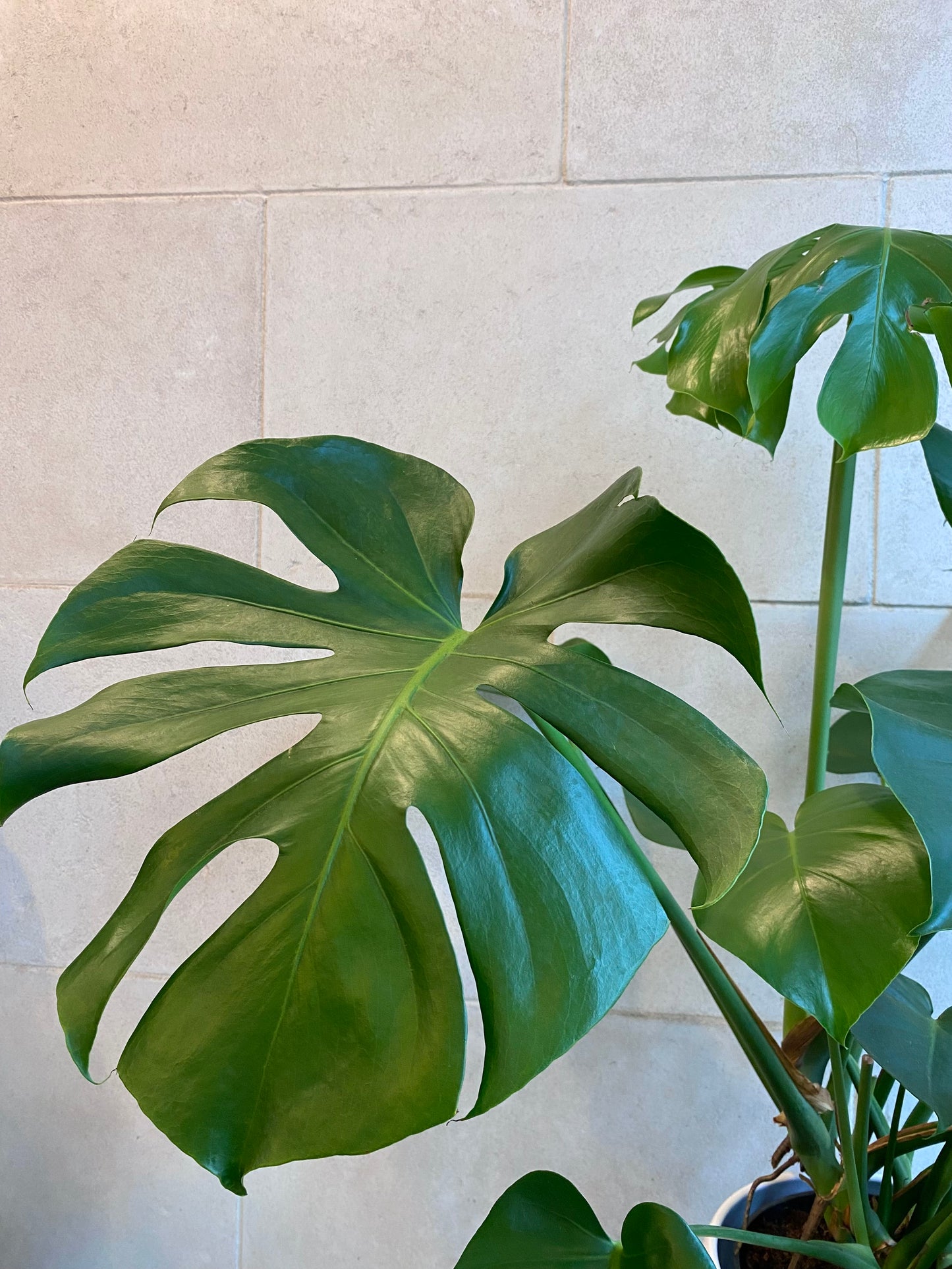 Large Monstera plant in ceramic pot