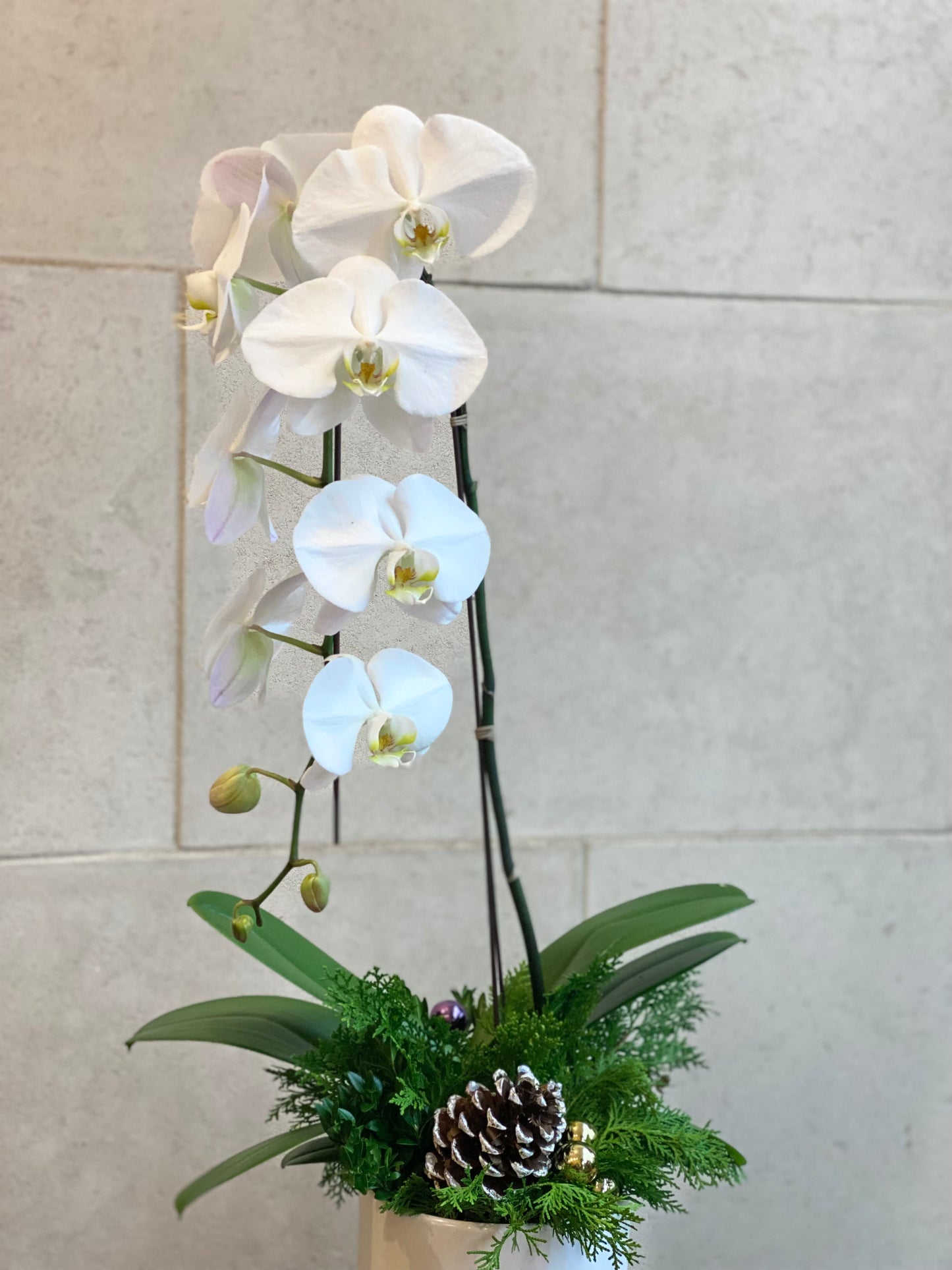 Festive cascading Orchid