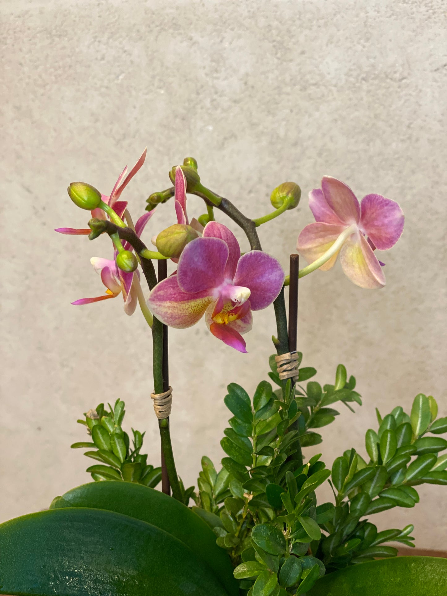 Elegant mini Orchids in Gold pot