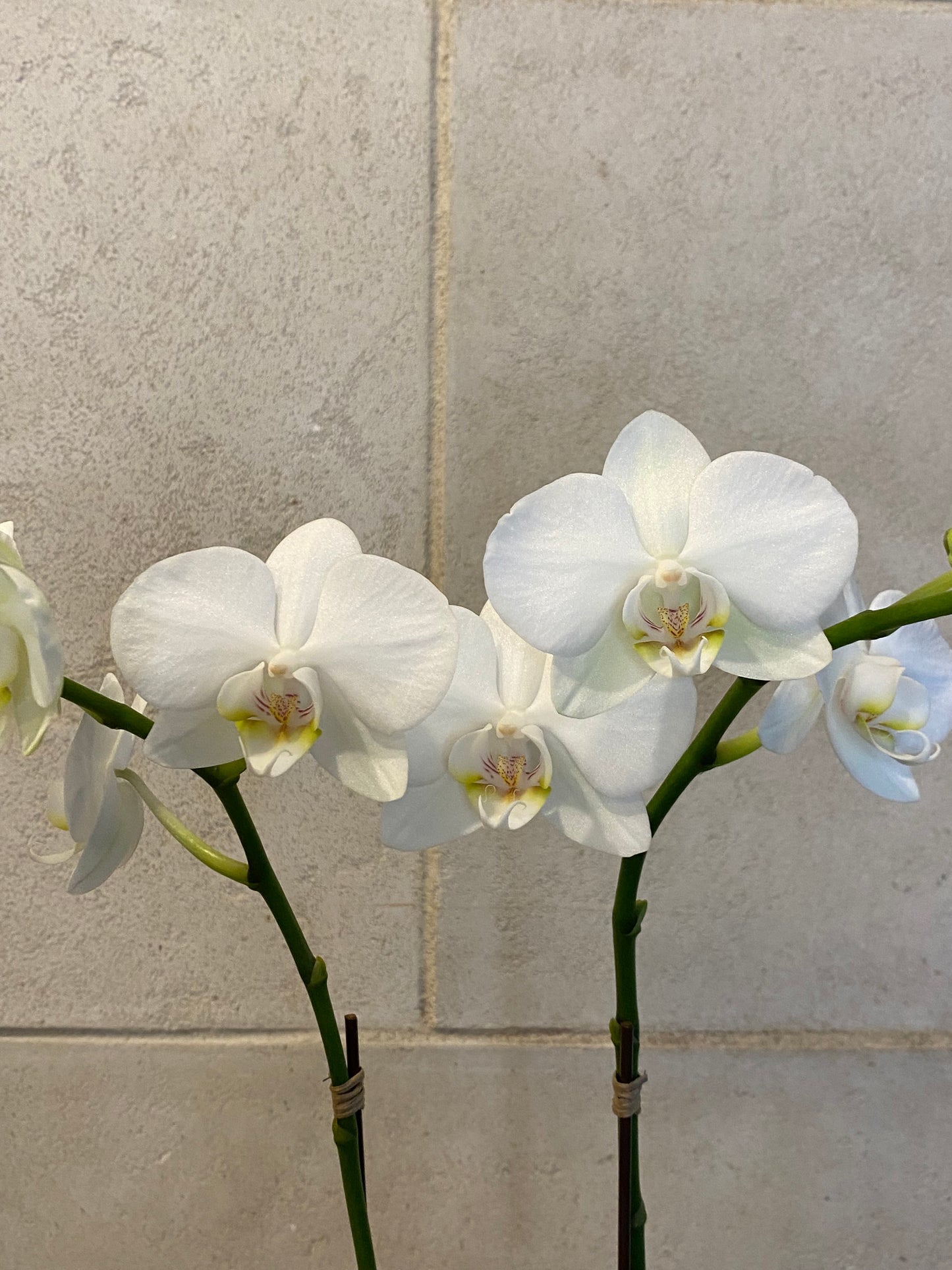 Elegant mini Orchids in Gold pot