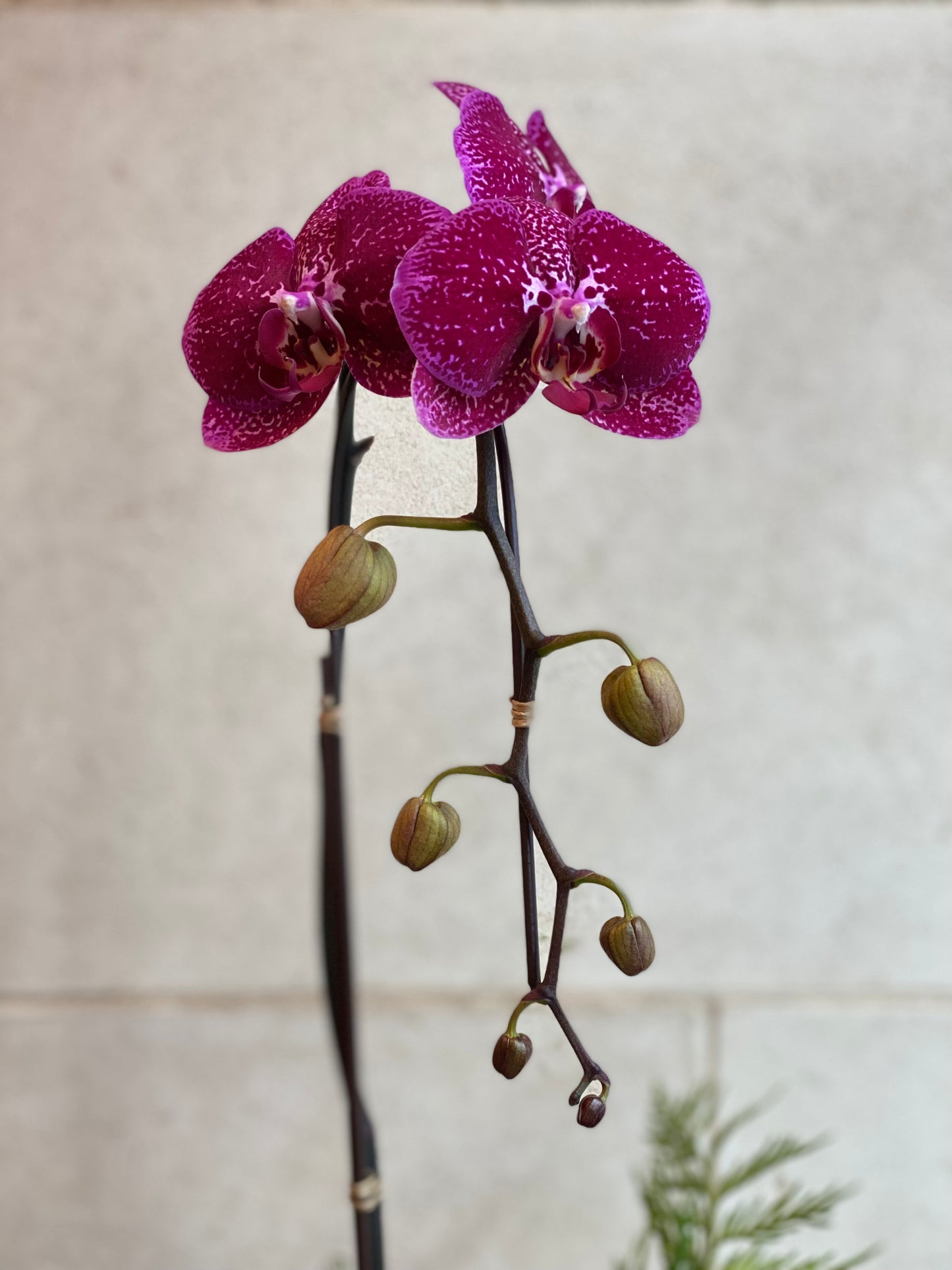 Magenta Holiday Orchid