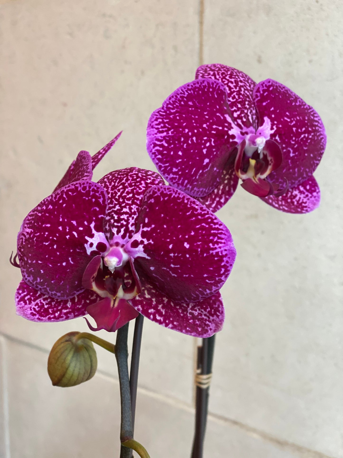 Magenta Holiday Orchid