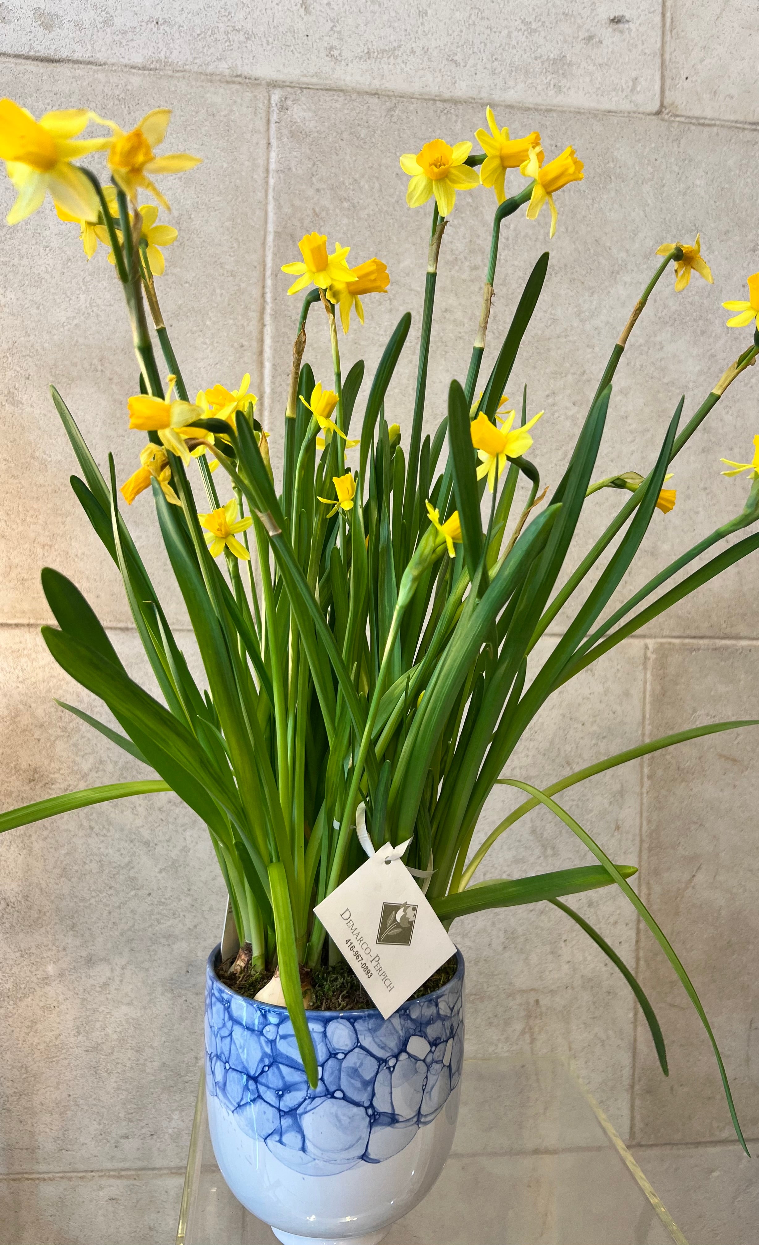 Mini Daffodils Arrangement