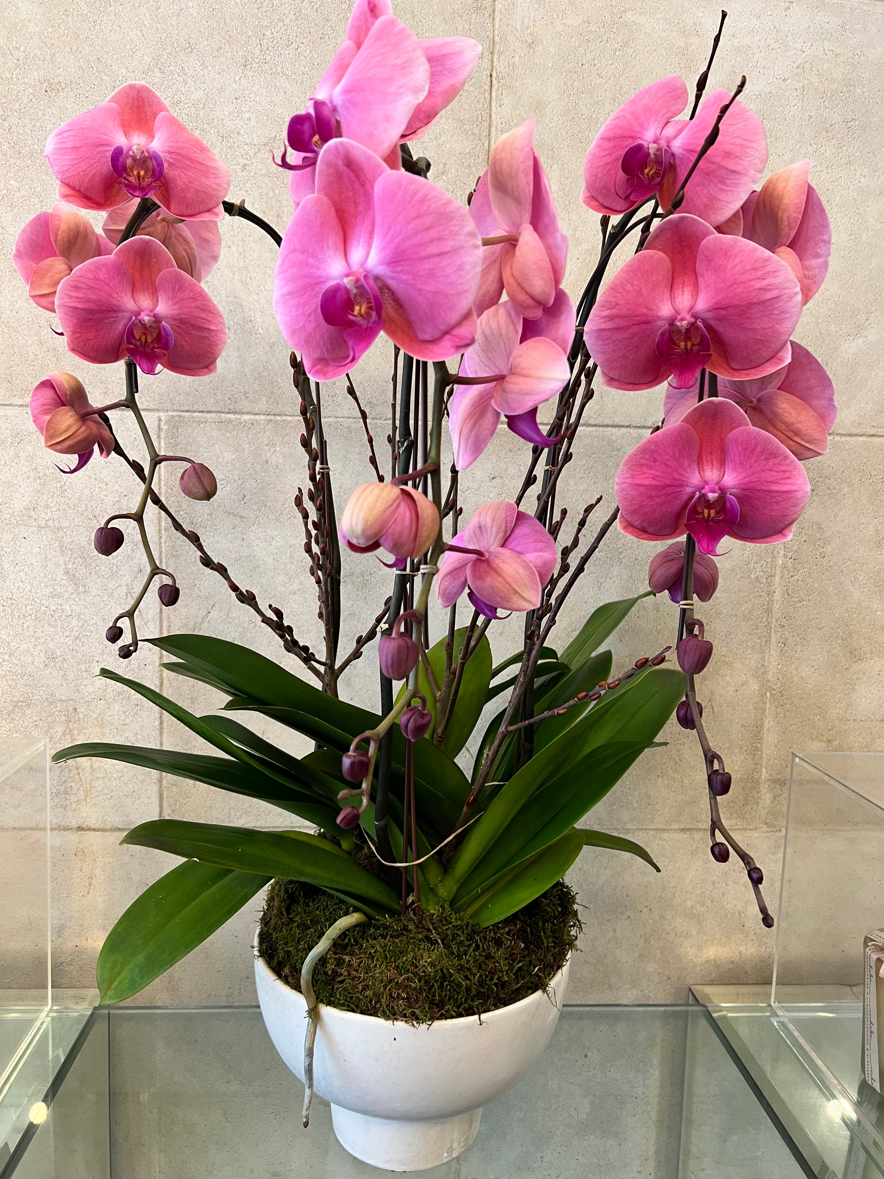 Elegant Pink Orchid
