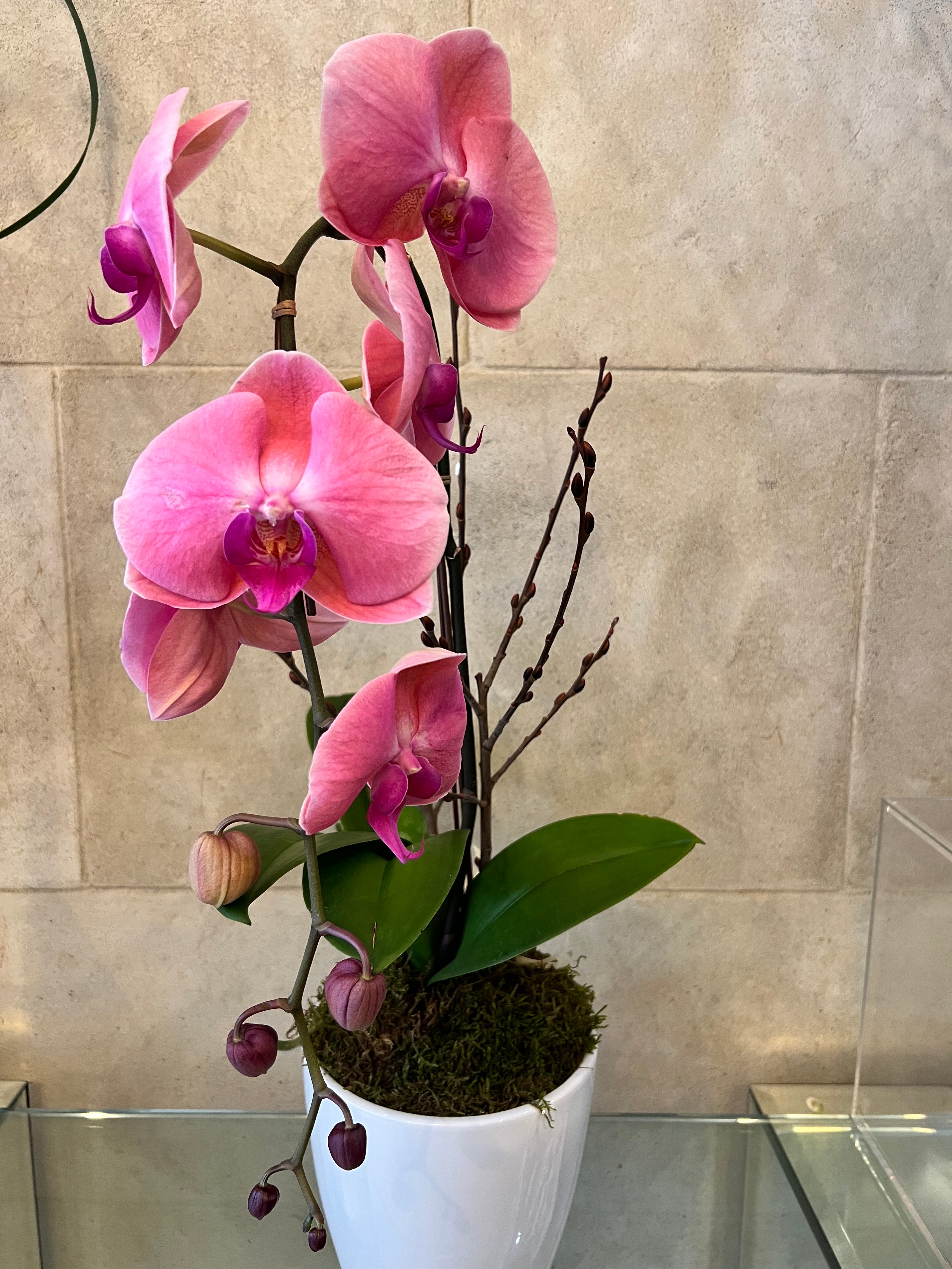 Elegant Pink Orchid