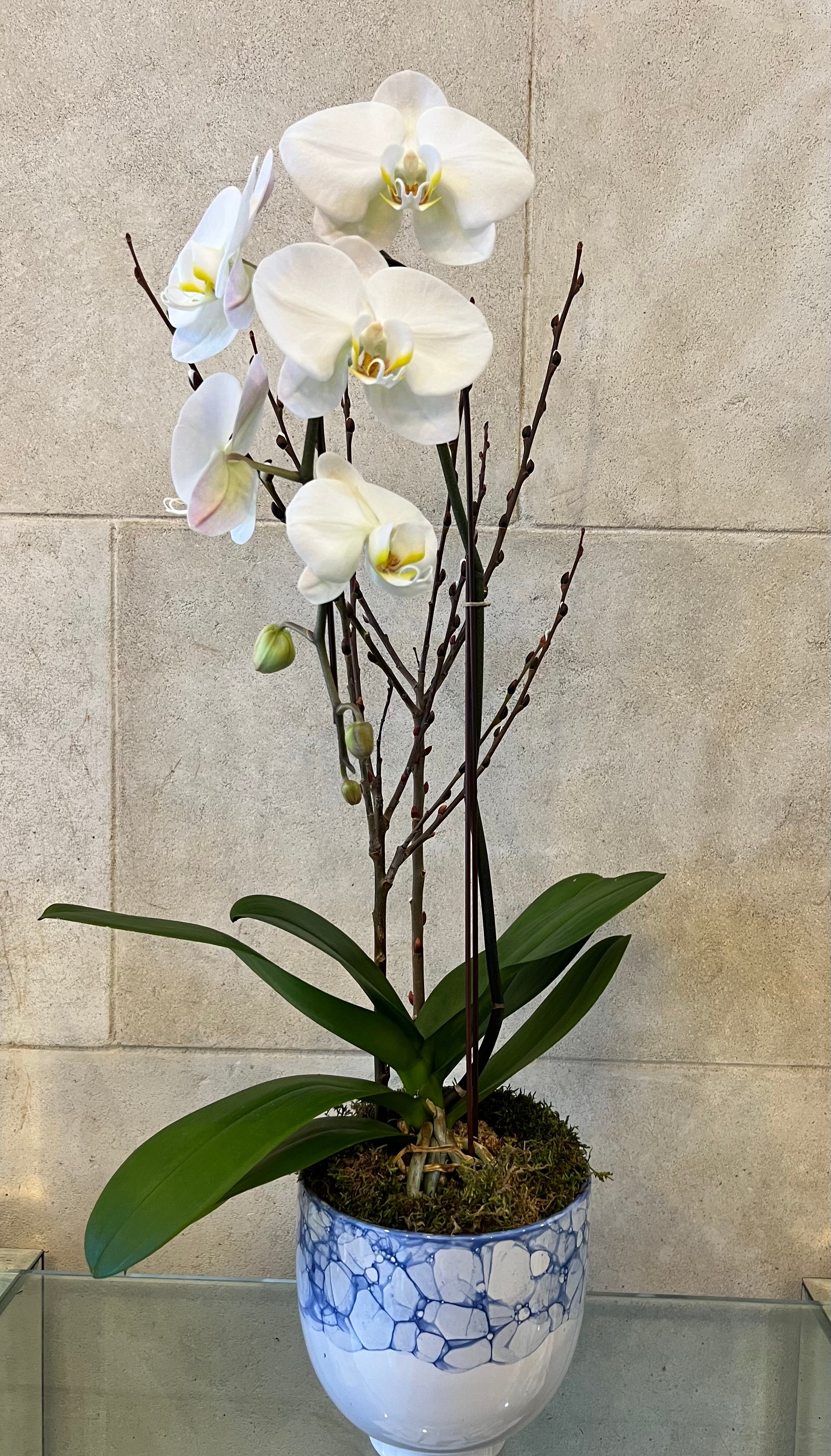 White Phalaenopsis in Blue & White planter