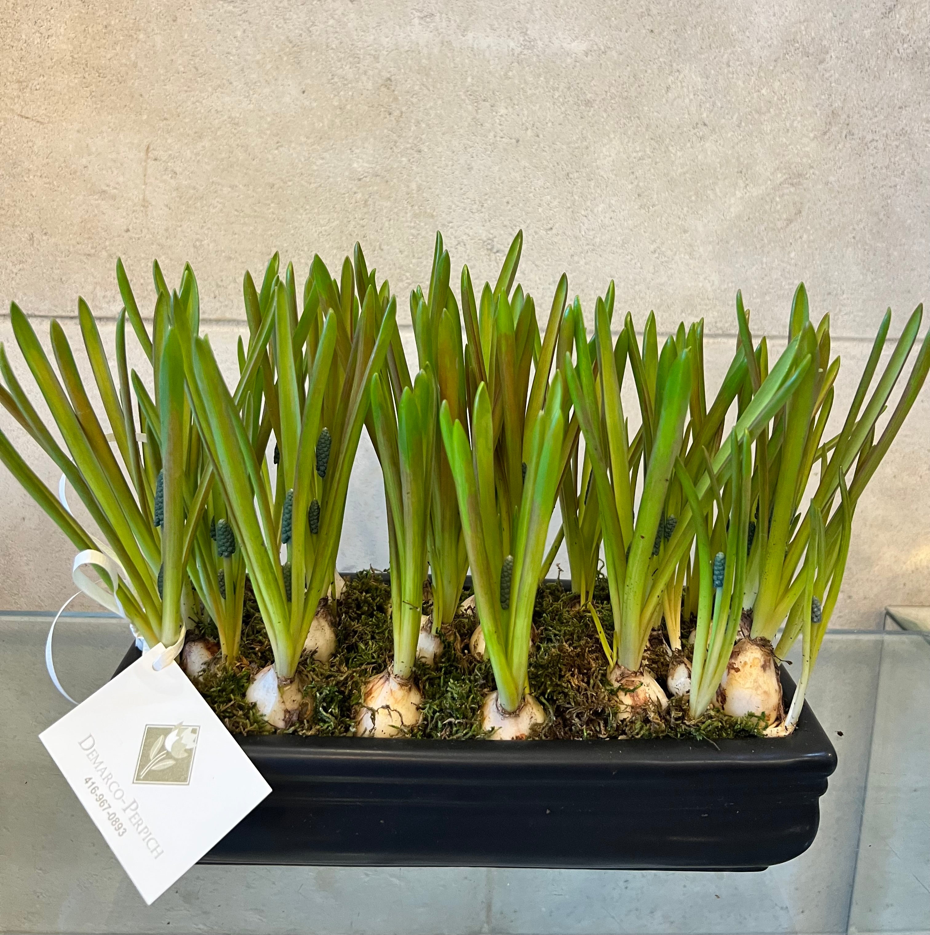 Muscari in Black Ceramic Container