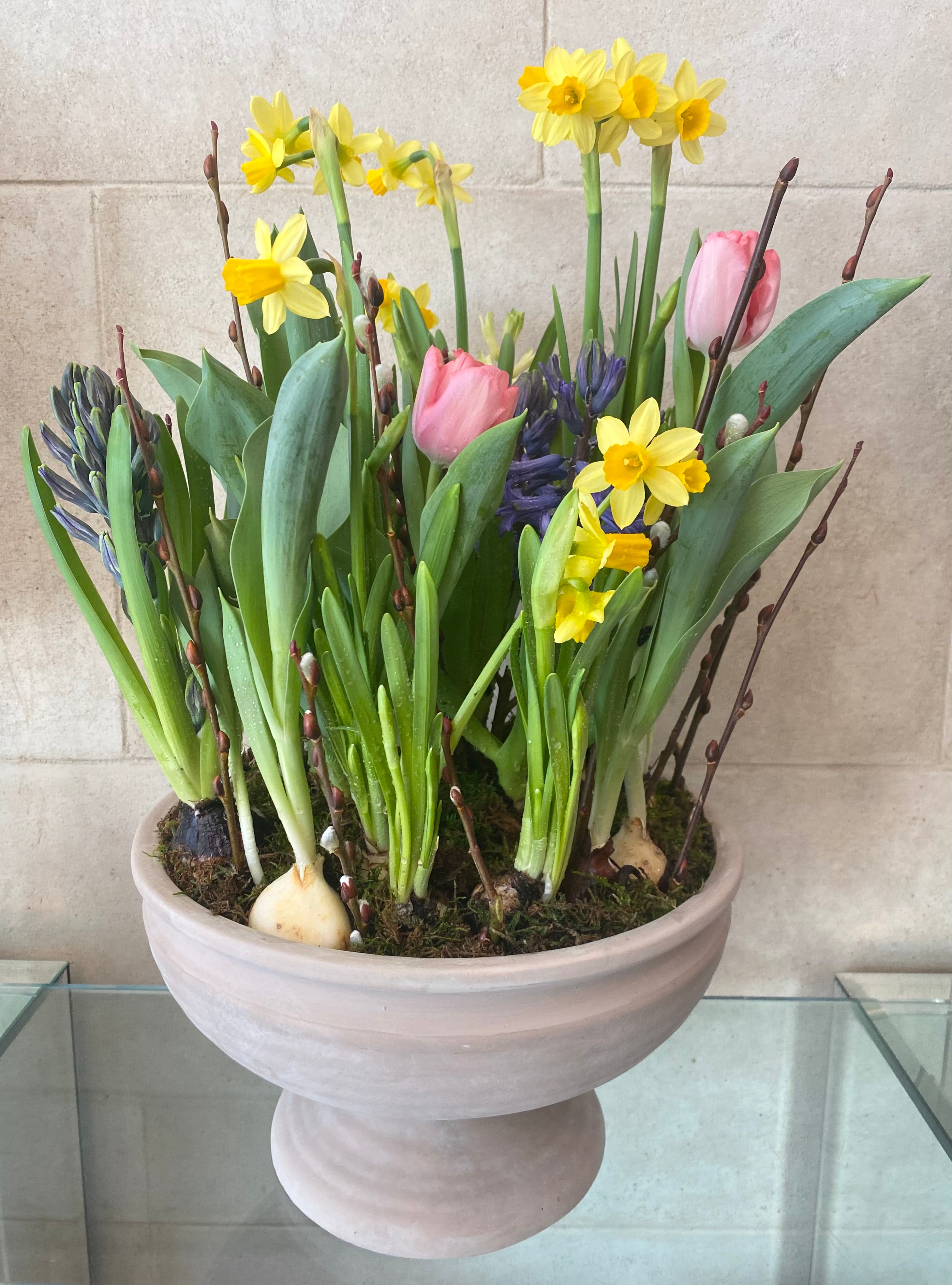 Spring Bulbs in Terracotta Planter