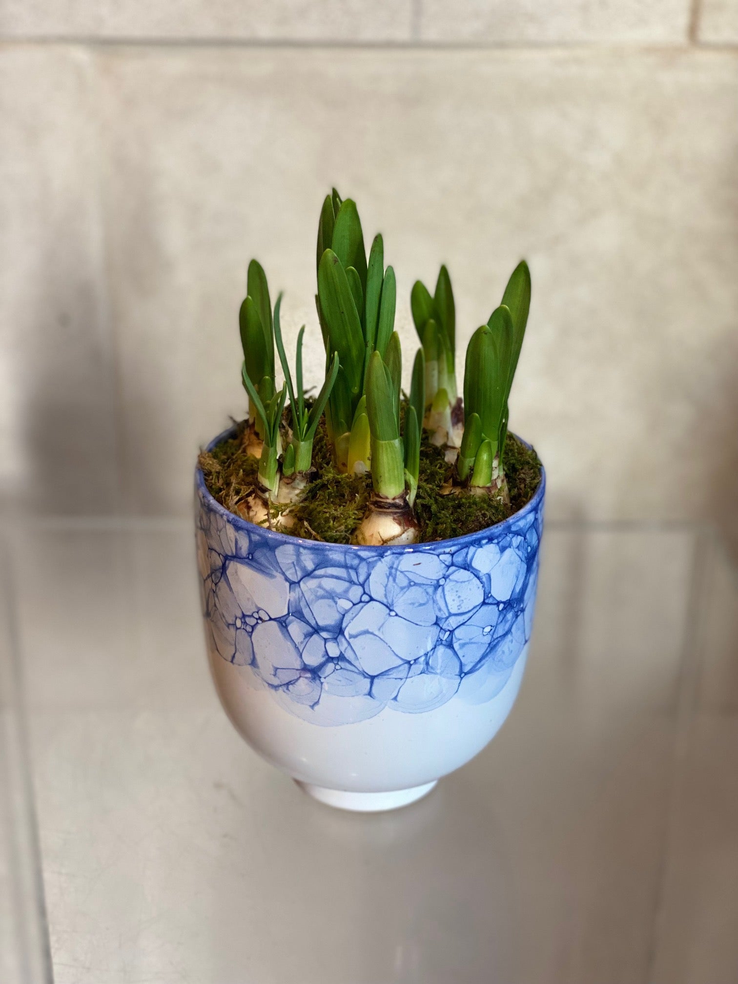 Mini Daffodils Arrangement