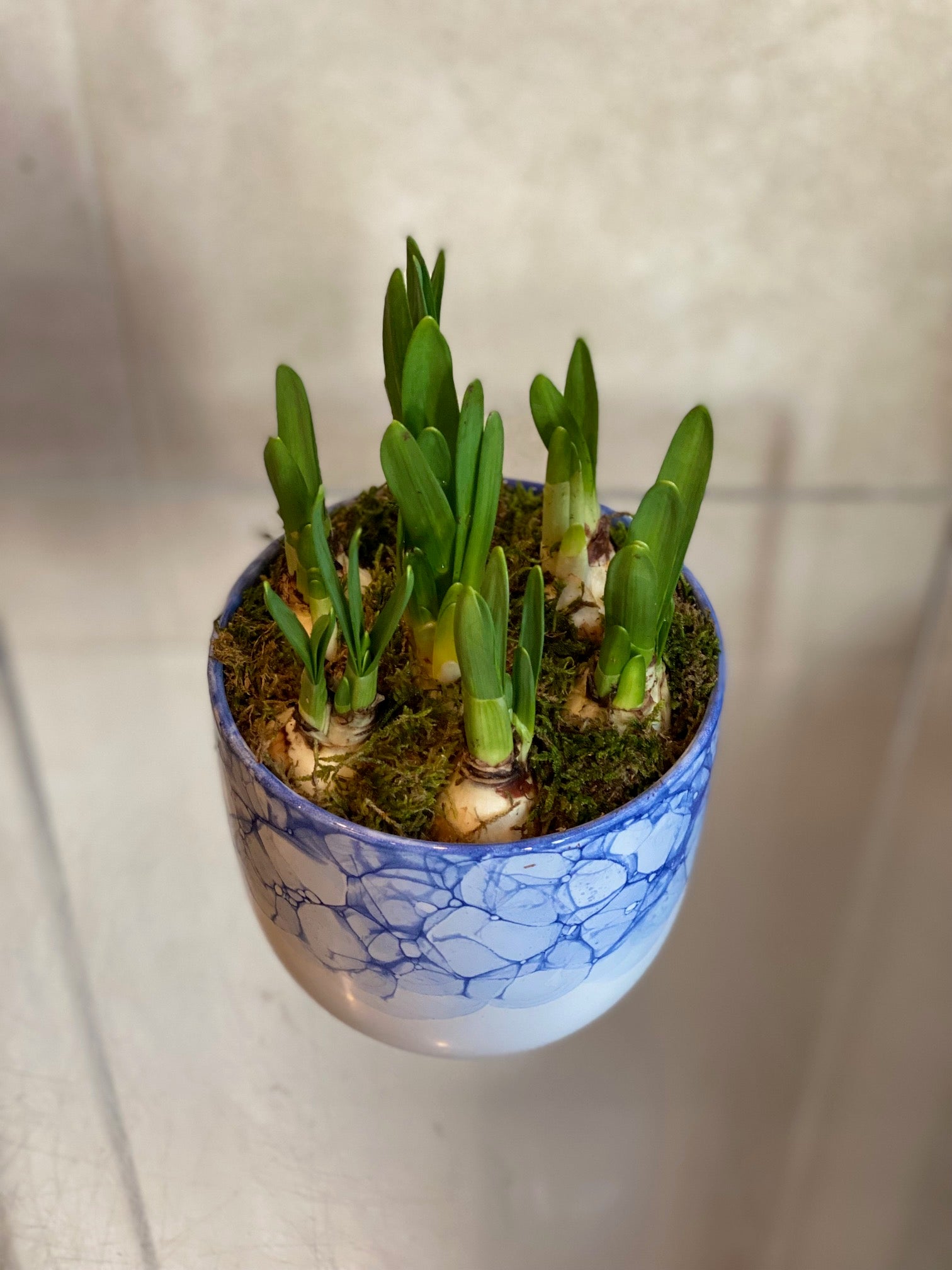 Mini Daffodils Arrangement