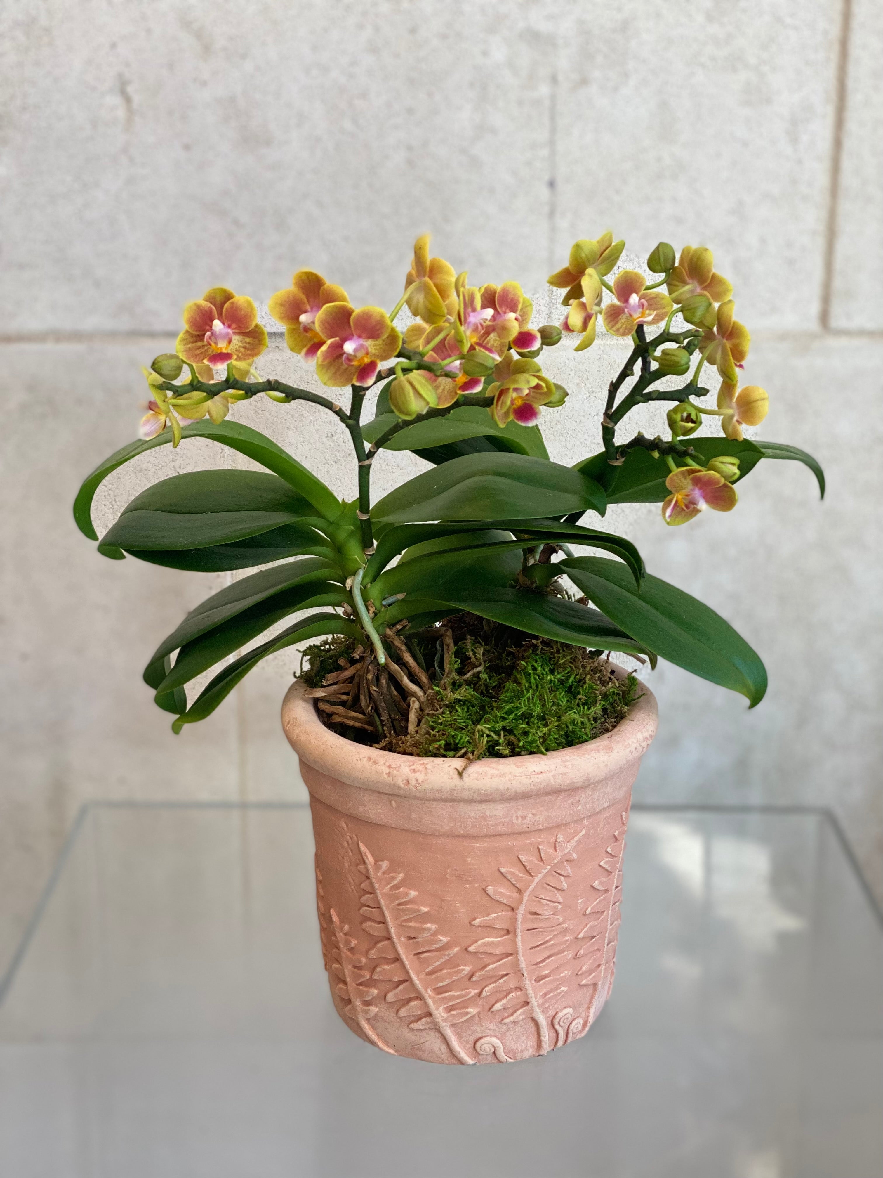 Sunset Orchid in Fern Terracotta Planter