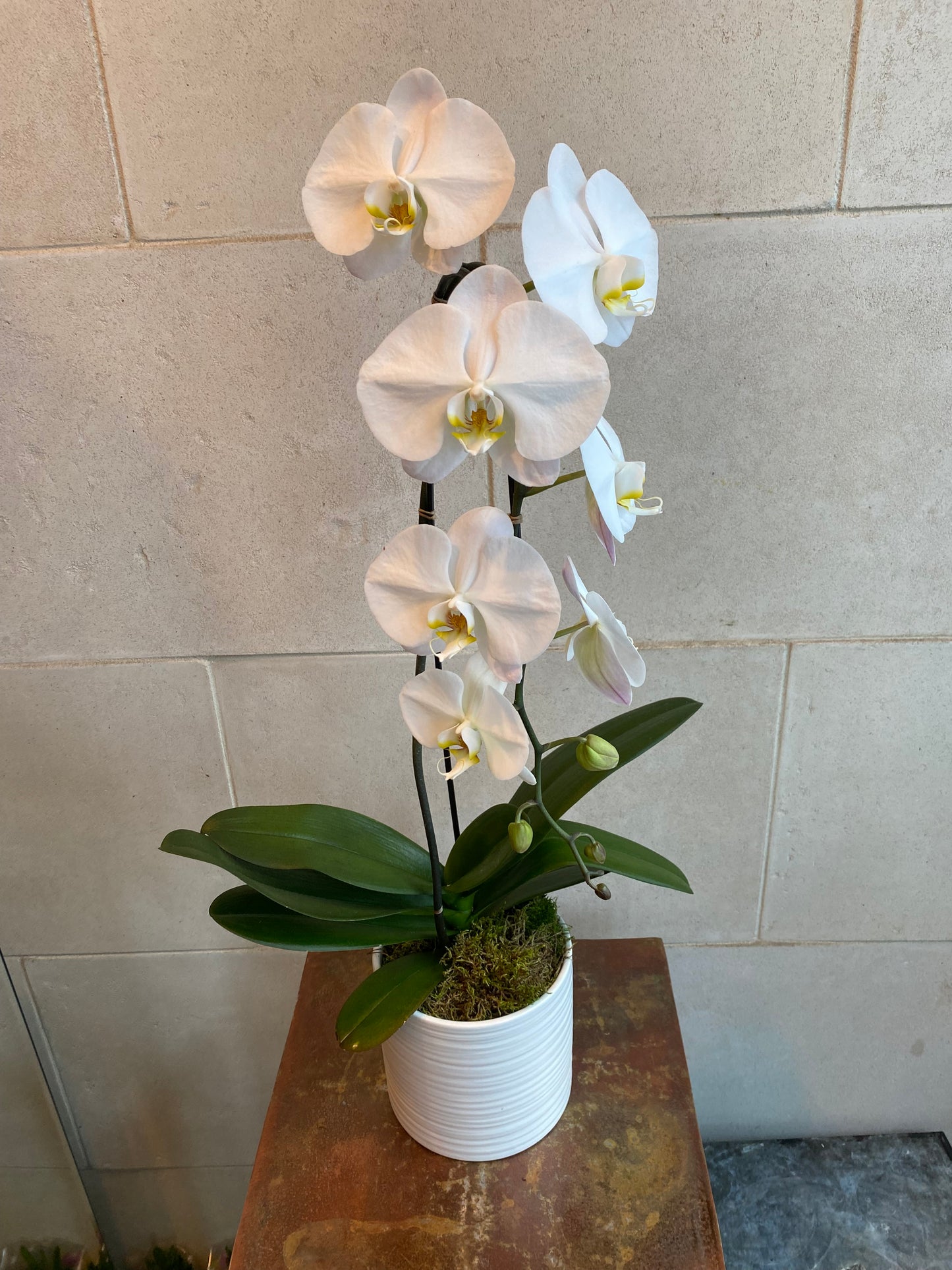 Cascading Orchid