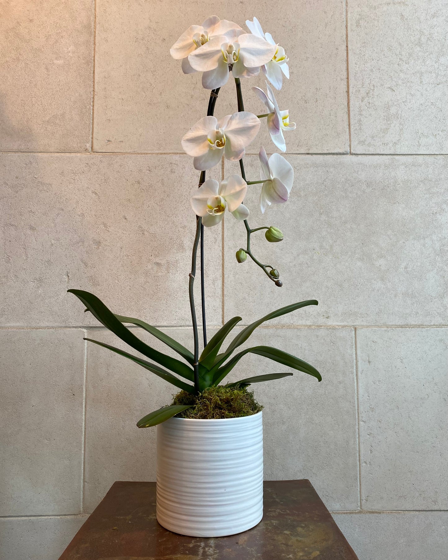 Cascading Orchid