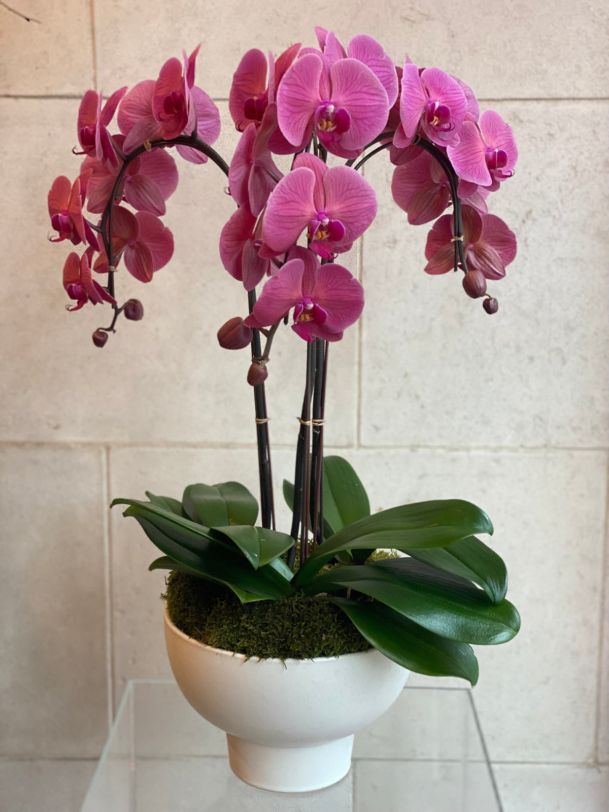 Three Phalaenopsis orchids in a white decorative planter with moss.