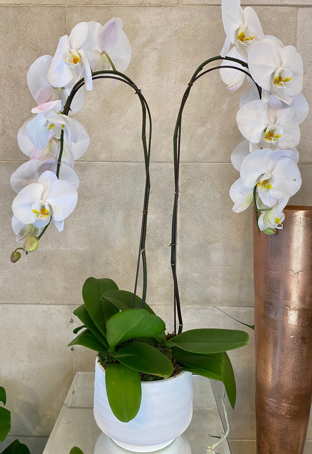 Two Phalaenopsis orchids in a white decorative planter with moss.