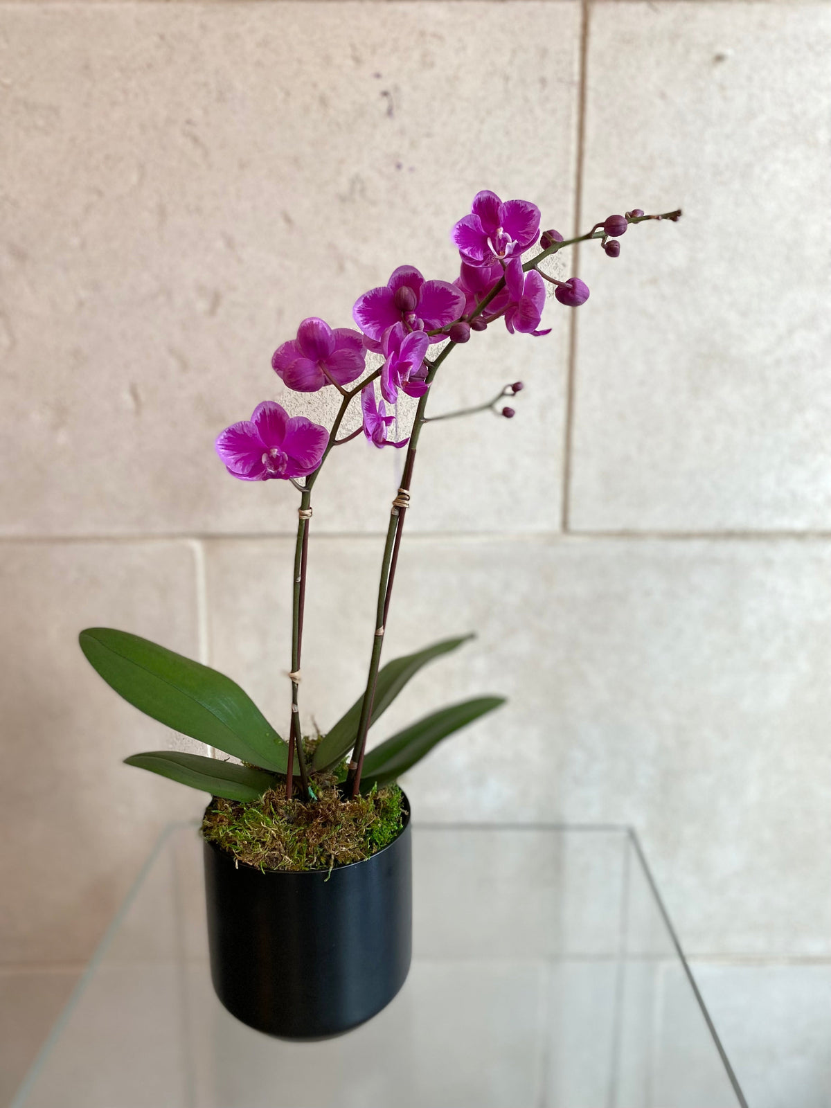 Purple mini Phalaenopsis orchid in a black decorative planter with moss.