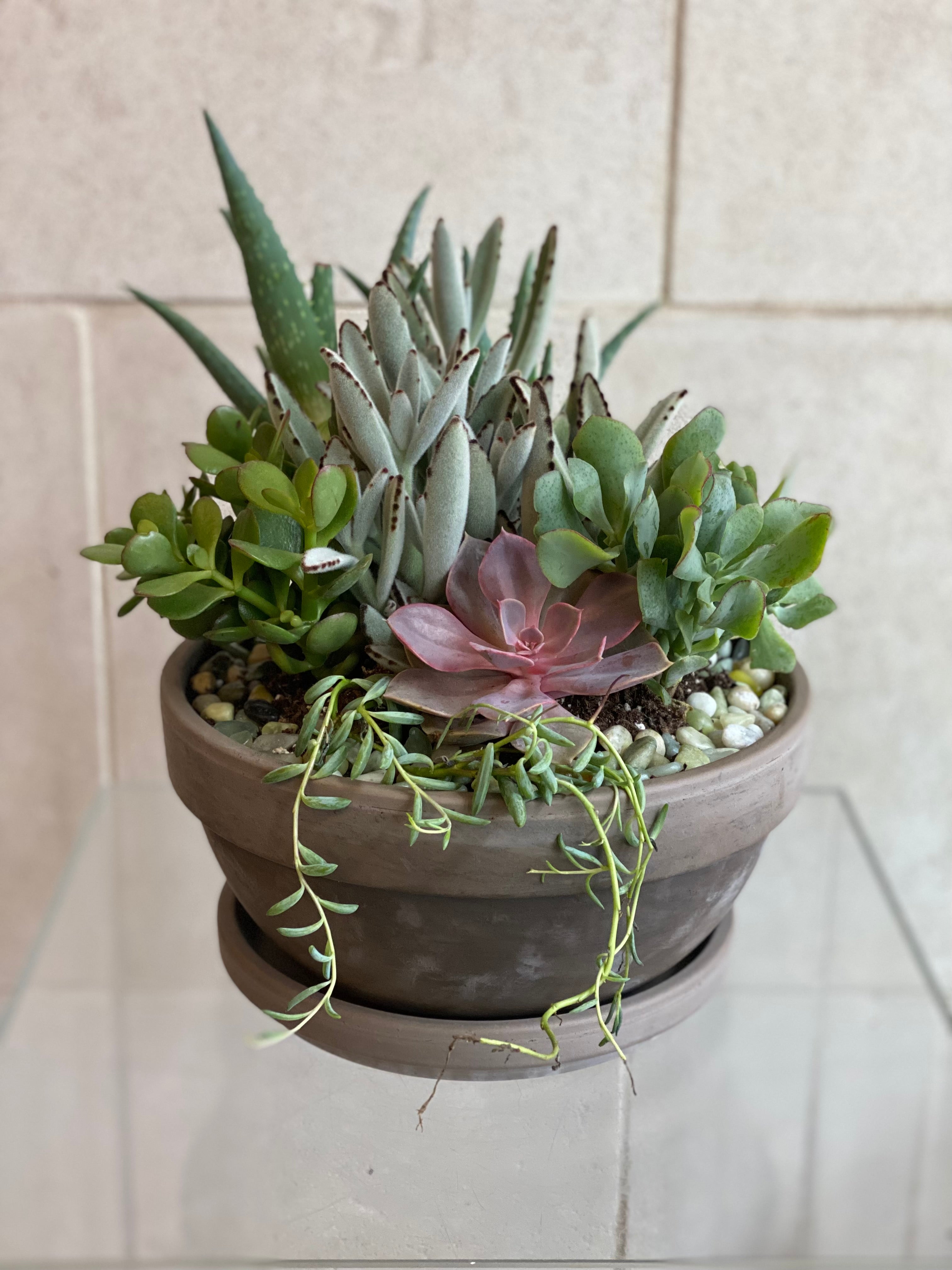 Succulent Garden Bowl