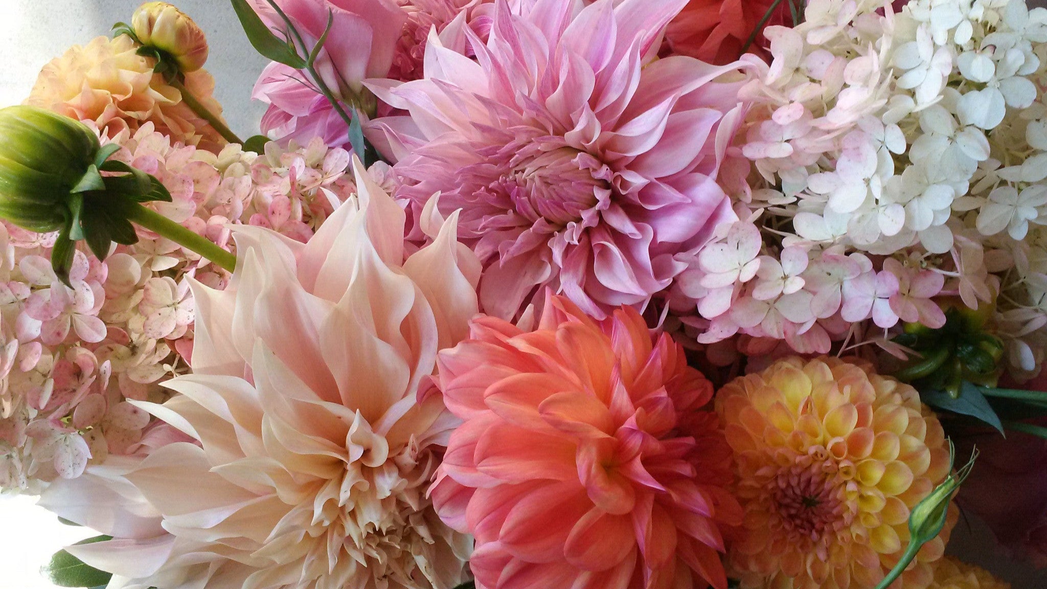 Dahlia Sunset