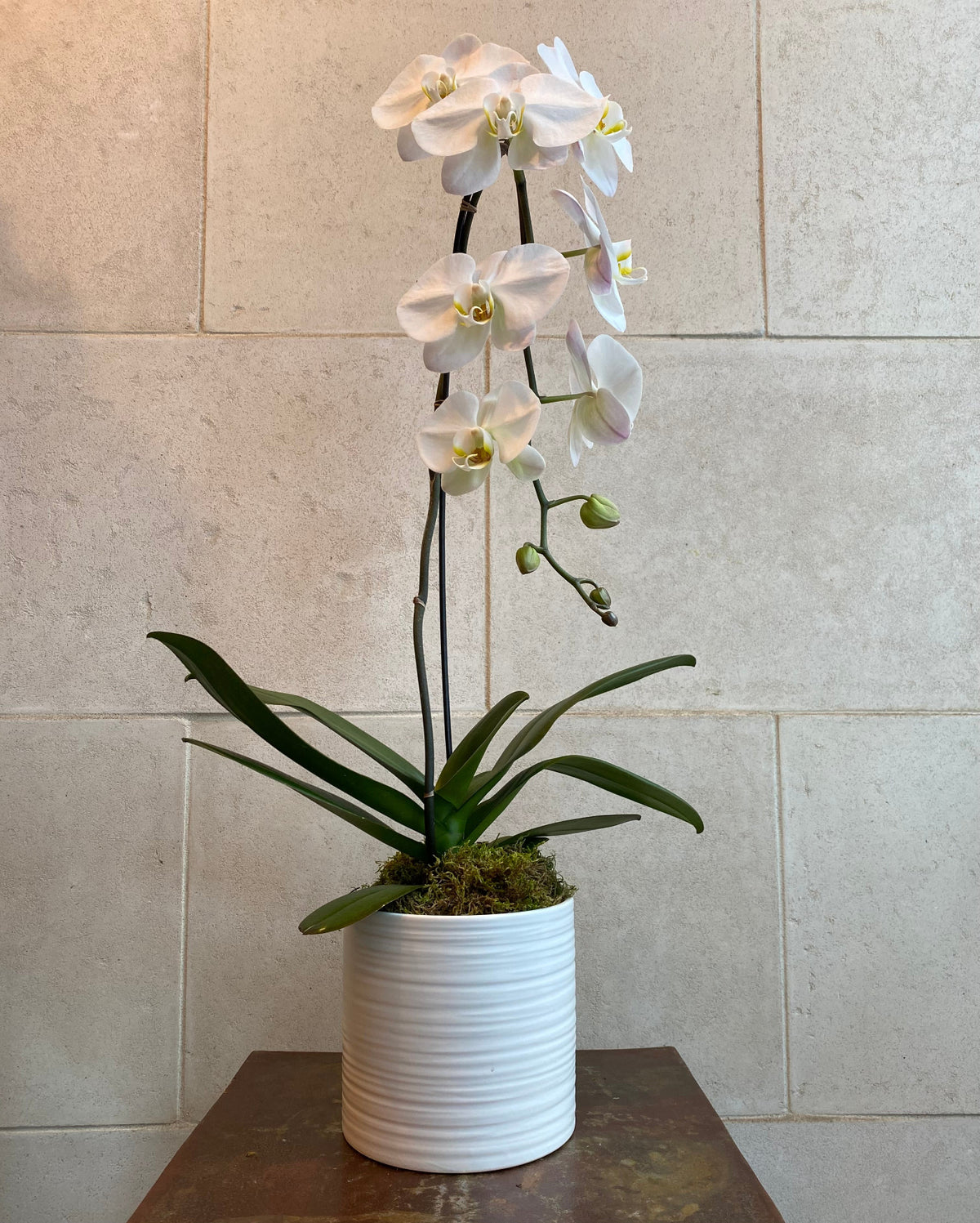 A white cascading Phalaenopsis orchid in a glazed ceramic planter.