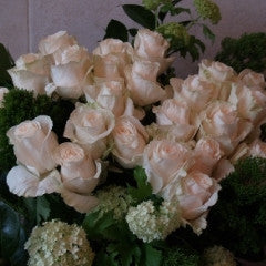 Cream Roses