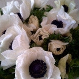 white anemones