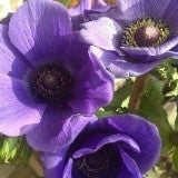 purple anemones