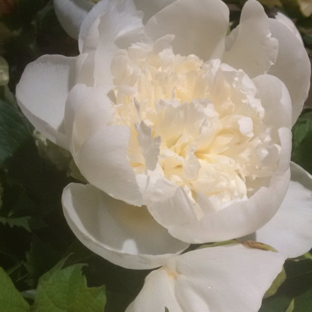 peonies 