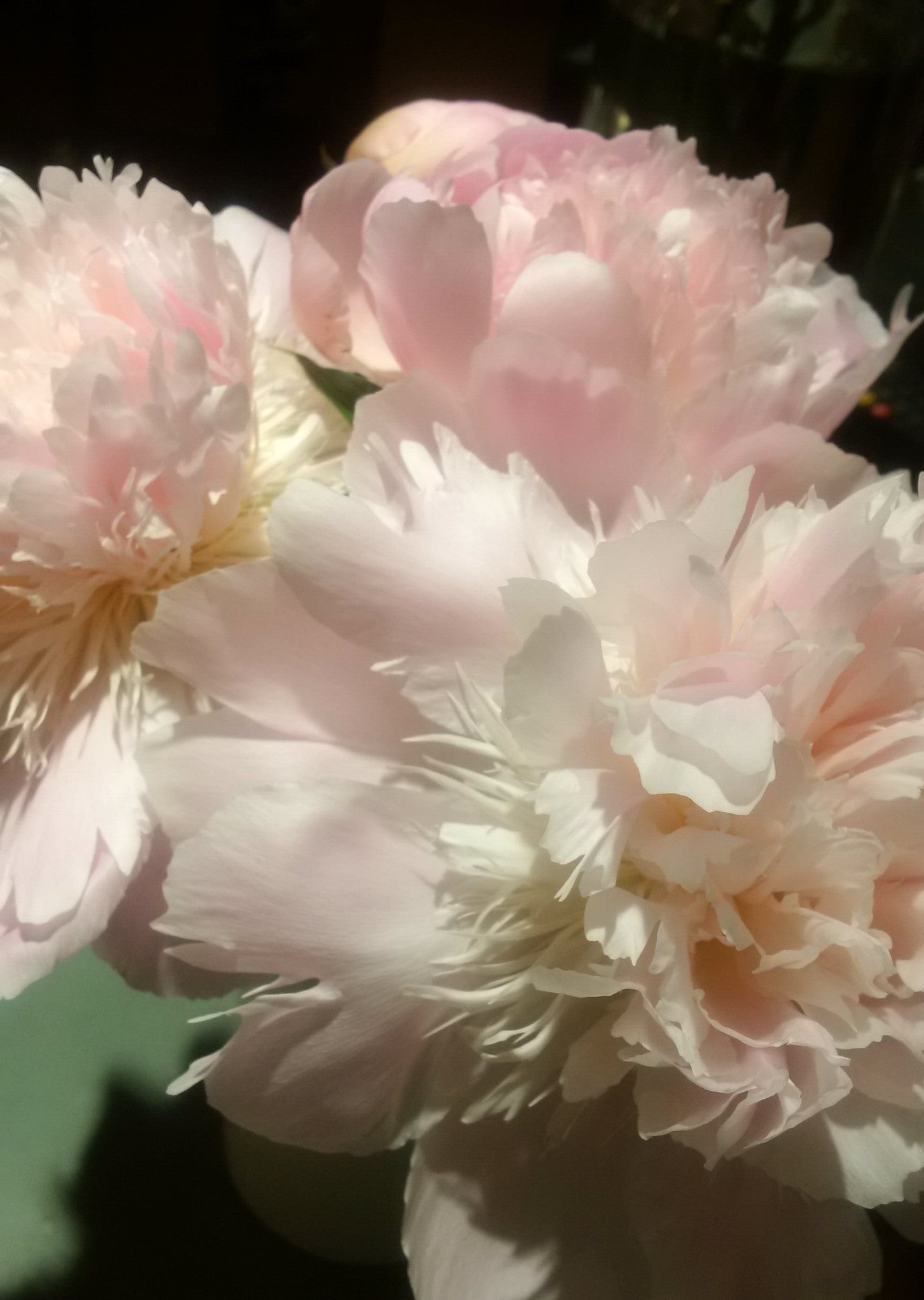 peonies