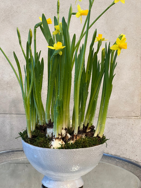 Mini Daffodil Compote