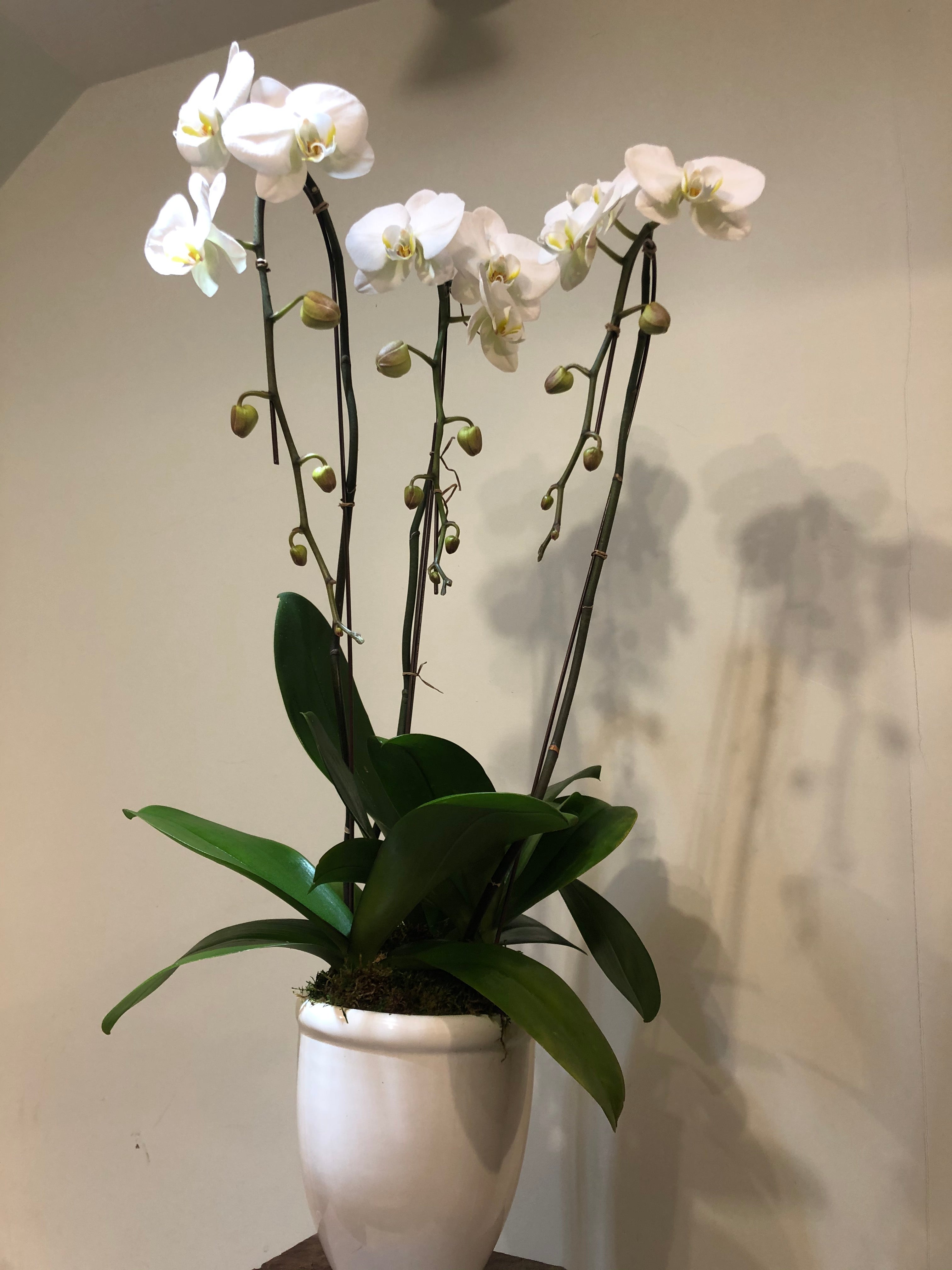 Large orchid trio