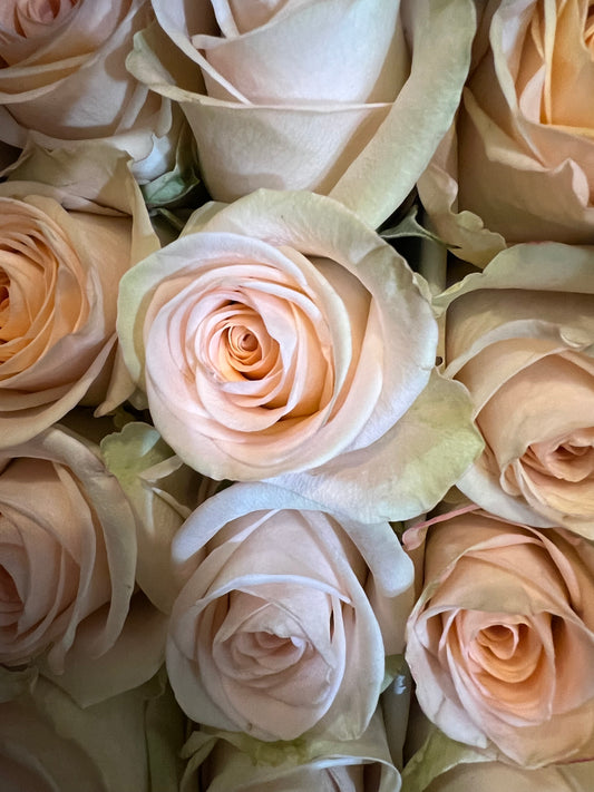 Peach Roses