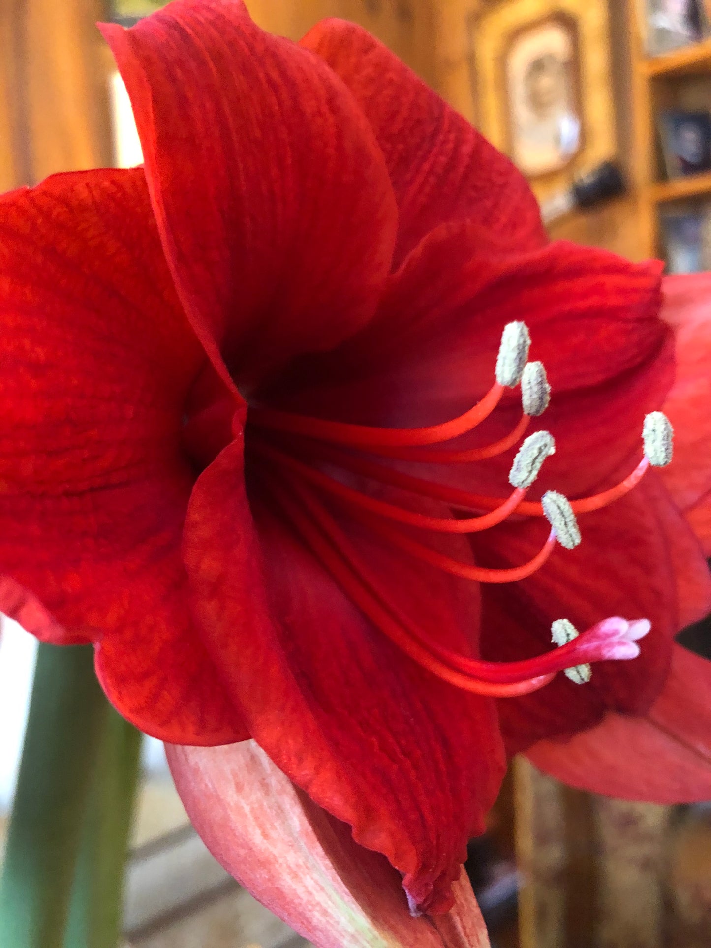 Amaryllis Magnolia Sensation