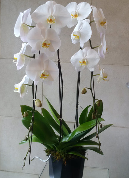 Large Orchid Duo
